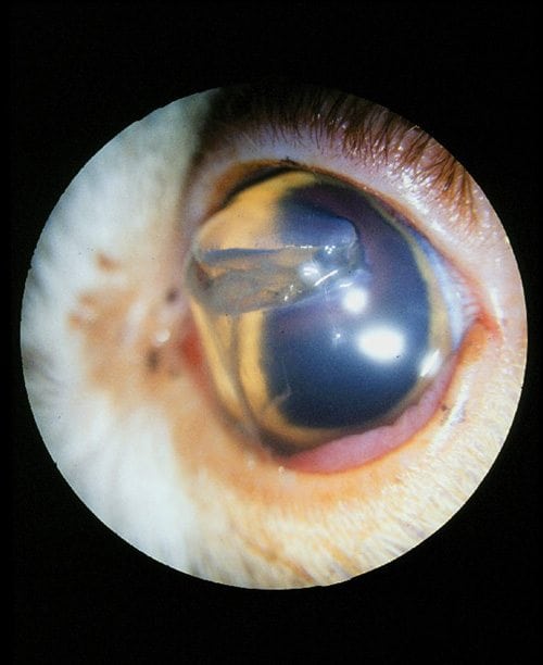 corneal-laceration2