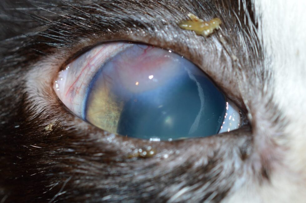 Pet Herpetic Keratoconjunctivitis In Katy, TX 77450 Animal Eye
